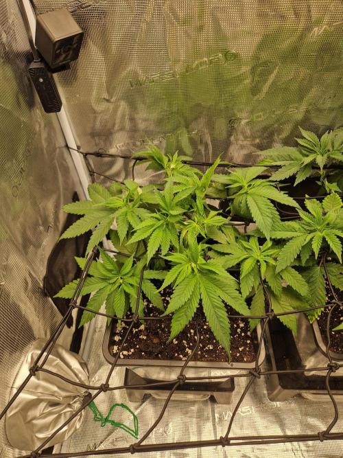 Apples Bananas n Peaches. Week 6