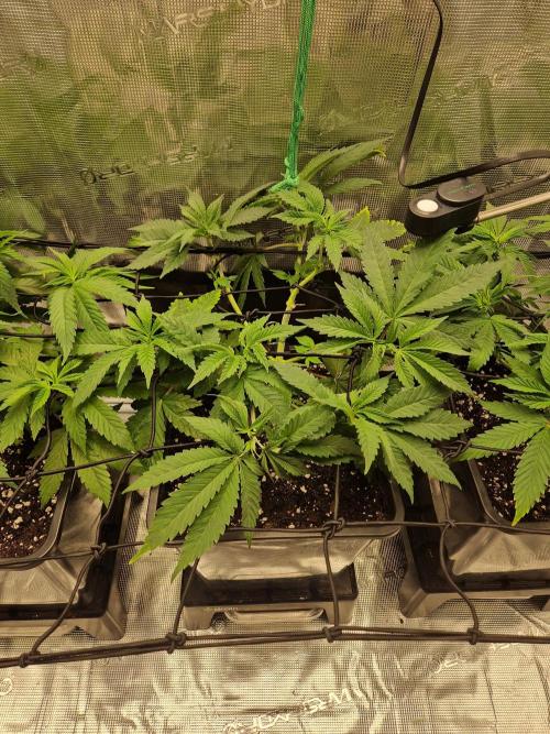 Apples Bananas n Peaches. Week 6
