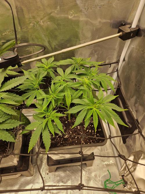 Apples Bananas n Peaches. Week 6