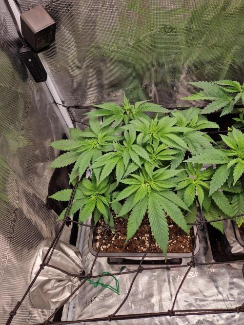 Apples Bananas n Peaches. Week 6