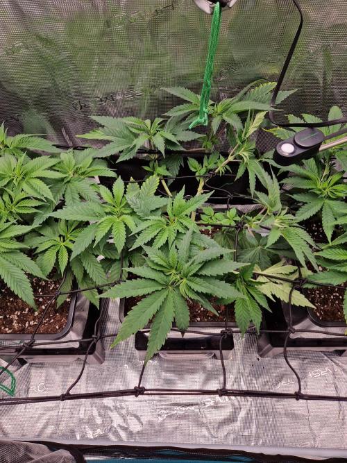 Apples Bananas n Peaches. Week 6