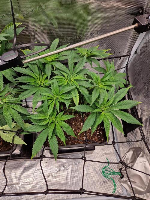 Apples Bananas n Peaches. Week 6
