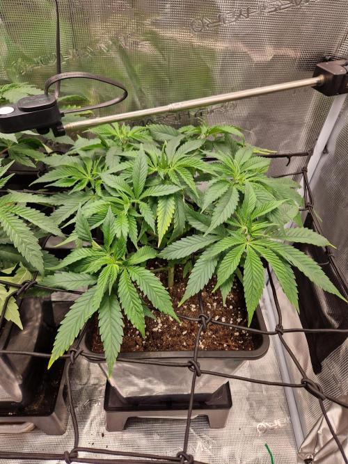 Apples Bananas n Peaches. Week 6