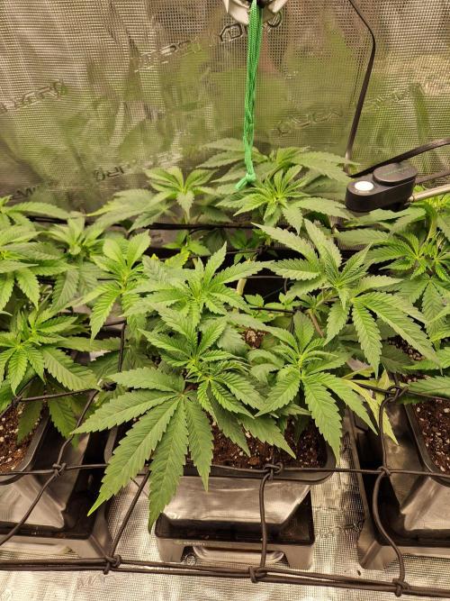 Apples Bananas n Peaches. Week 6
