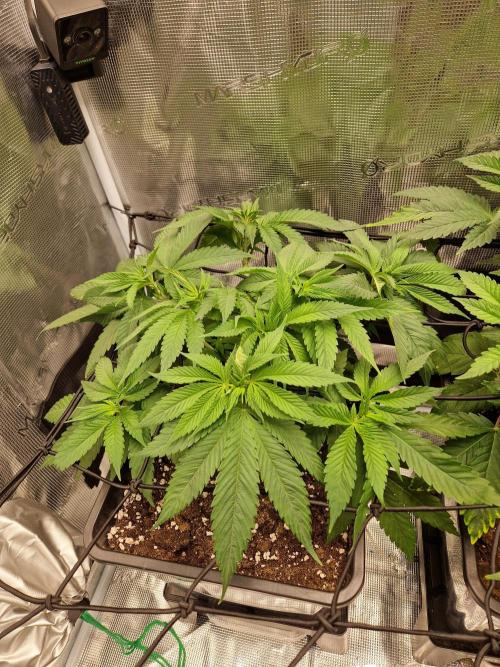 Apples Bananas n Peaches. Week 6