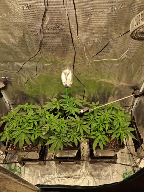 Apples Bananas n Peaches. Week 6