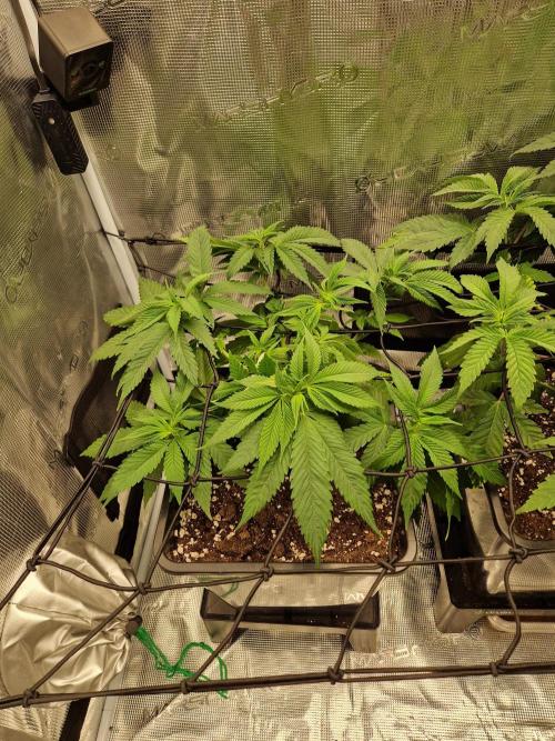 Apples Bananas n Peaches. Week 6
