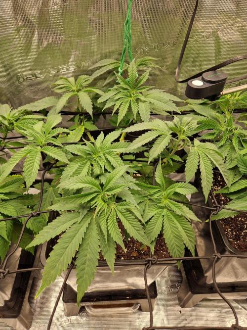 Apples Bananas n Peaches. Week 6