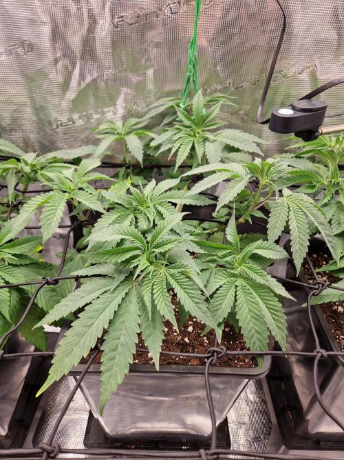 Apples Bananas n Peaches. Week 6