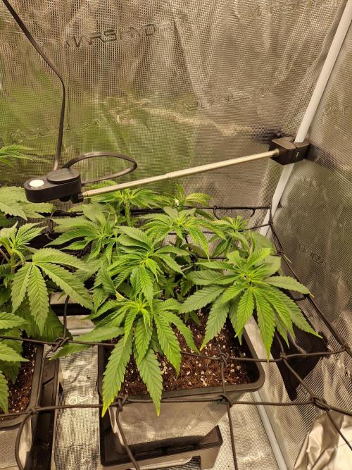 Apples Bananas n Peaches. Week 6