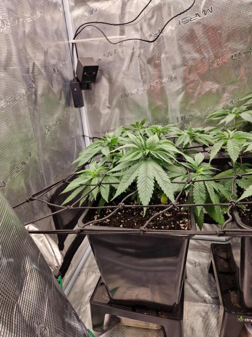 Apples Bananas n Peaches. Week 6