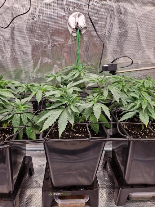 Apples Bananas n Peaches. Week 6