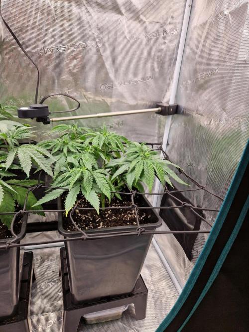 Apples Bananas n Peaches. Week 6