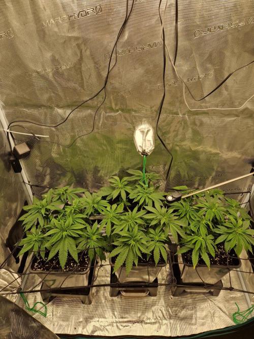Apples Bananas n Peaches. Week 6
