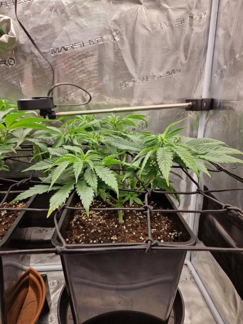 Apples Bananas n Peaches. Week 6