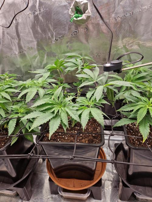Apples Bananas n Peaches. Week 6
