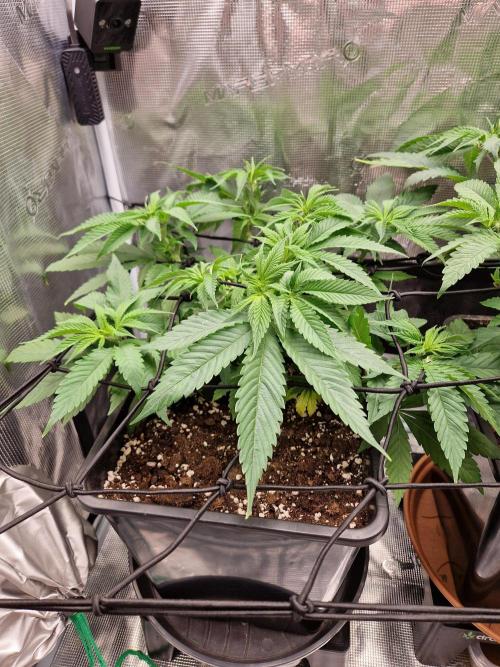 Apples Bananas n Peaches. Week 6