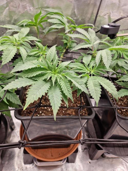 Apples Bananas n Peaches. Week 6