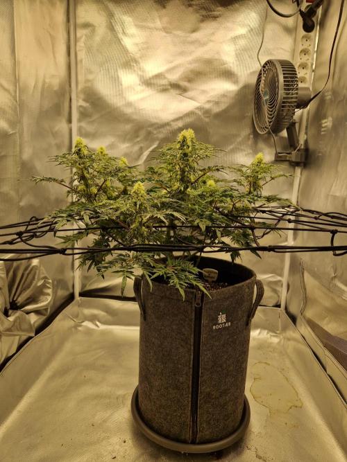 Freaky. Week 11