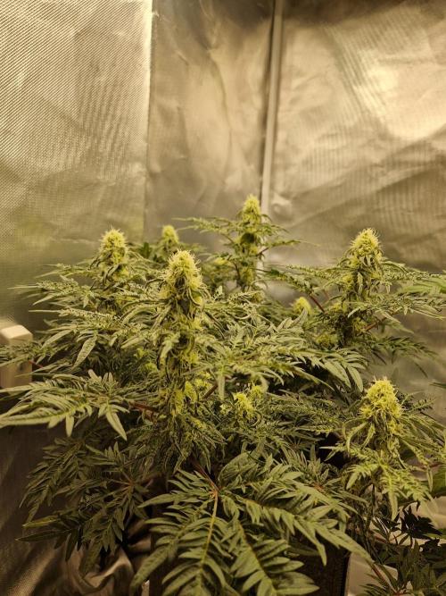 Freaky. Week 11