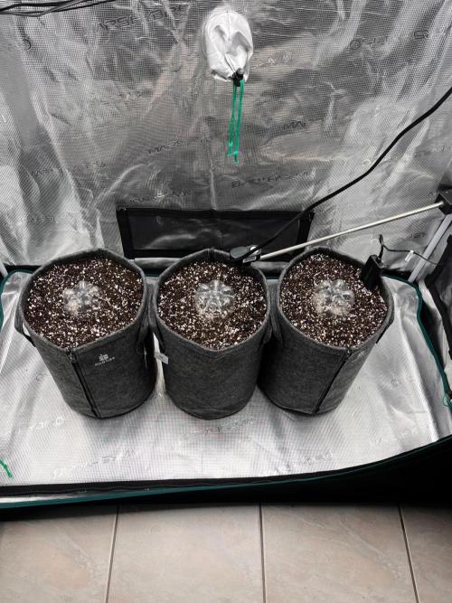 Auto Candy Bubatz XL. Week 0