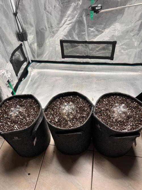 Auto Candy Bubatz XL. Week 0