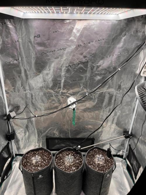 Auto Candy Bubatz XL. Week 0