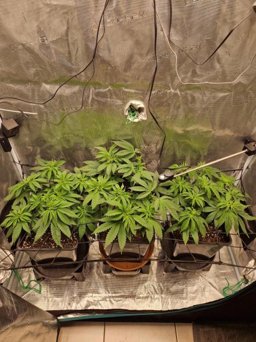 Apples Bananas n Peaches. Week 7