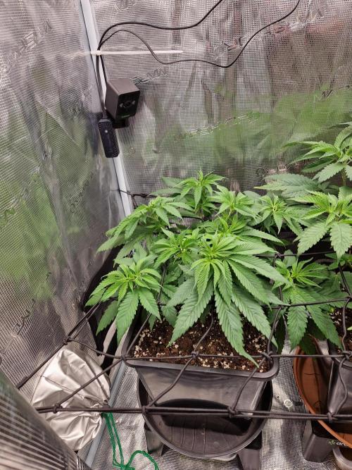 Apples Bananas n Peaches. Week 7