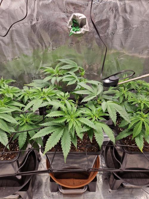 Apples Bananas n Peaches. Week 7