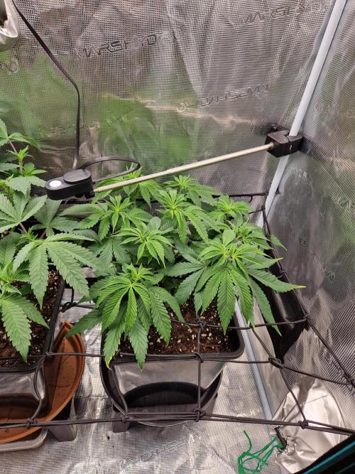 Apples Bananas n Peaches. Week 7