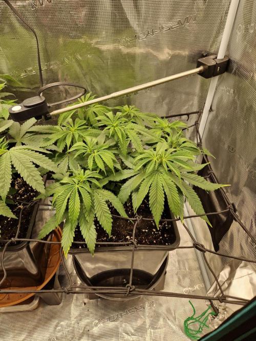 Apples Bananas n Peaches. Week 7