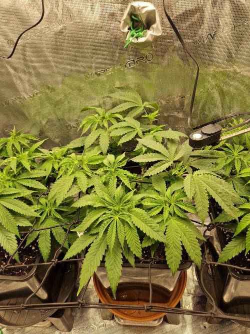 Apples Bananas n Peaches. Week 7