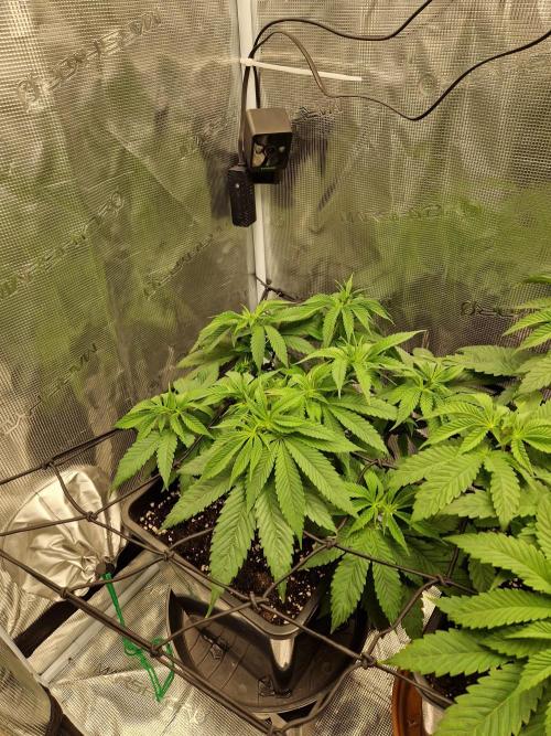 Apples Bananas n Peaches. Week 7