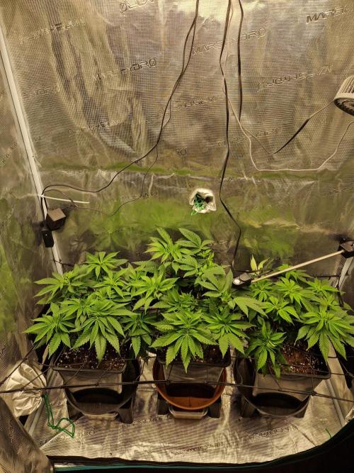 Apples Bananas n Peaches. Week 7