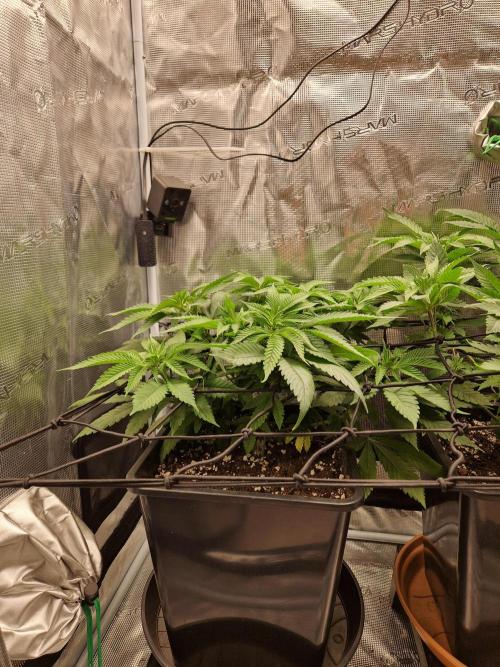 Apples Bananas n Peaches. Week 7