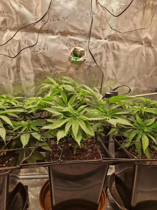 Apples Bananas n Peaches. Week 7