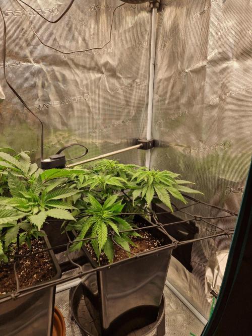 Apples Bananas n Peaches. Week 7