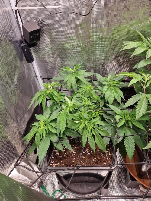 Apples Bananas n Peaches. Week 7