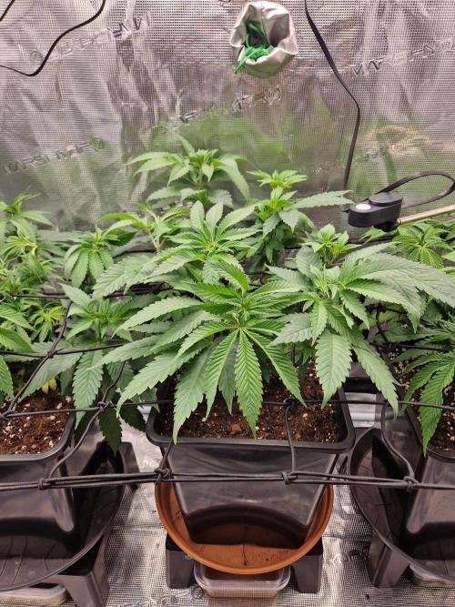 Apples Bananas n Peaches. Week 7