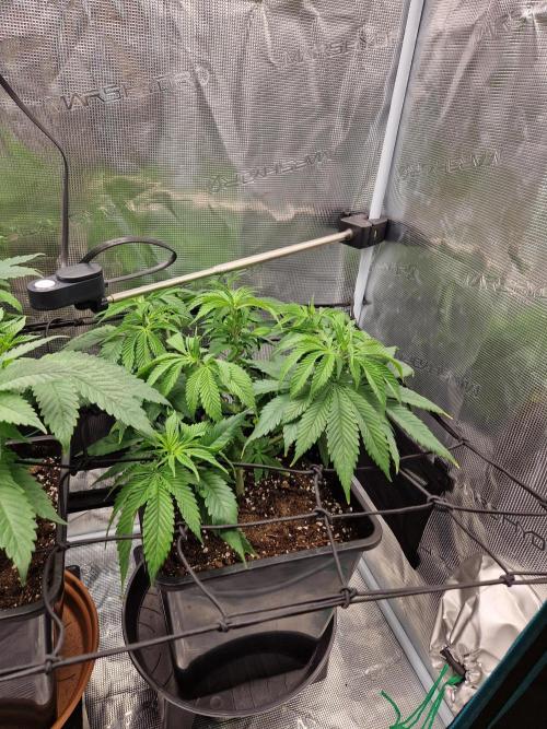 Apples Bananas n Peaches. Week 7