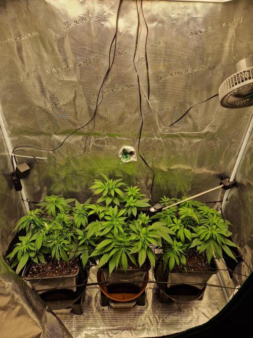 Apples Bananas n Peaches. Week 7
