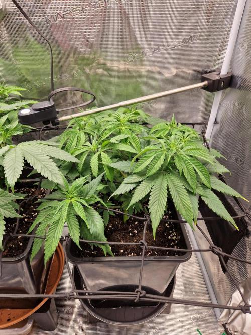 Apples Bananas n Peaches. Week 7
