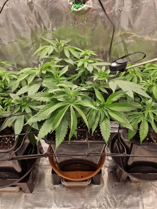 Apples Bananas n Peaches. Week 7