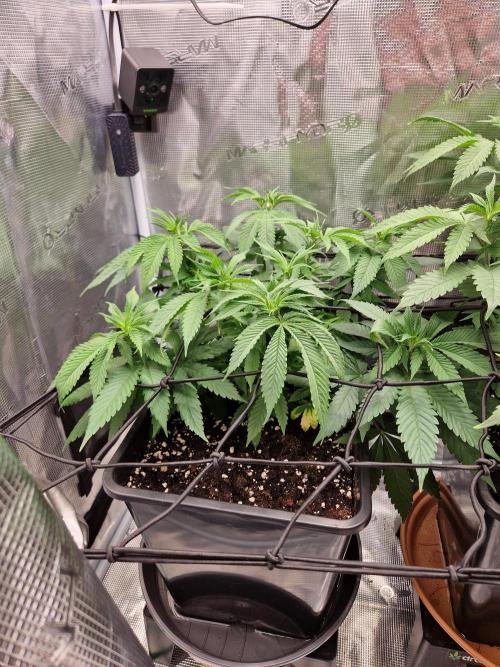 Apples Bananas n Peaches. Week 7