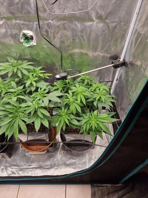 Apples Bananas n Peaches. Week 7
