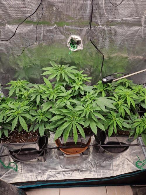 Apples Bananas n Peaches. Week 7