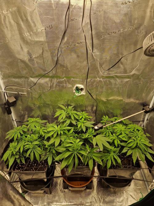 Apples Bananas n Peaches. Week 7