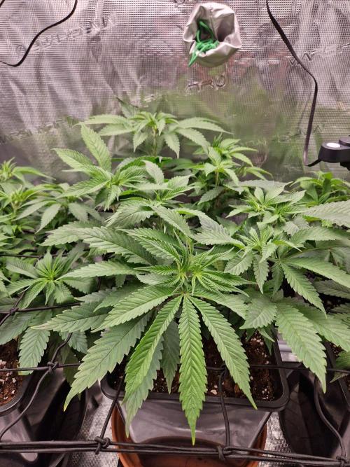 Apples Bananas n Peaches. Week 7