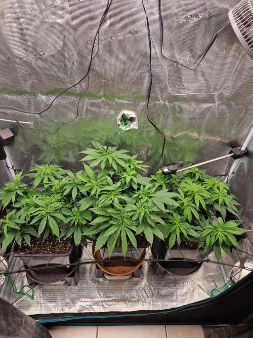 Apples Bananas n Peaches. Week 7